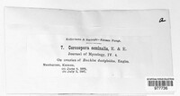 Porocercospora seminalis image